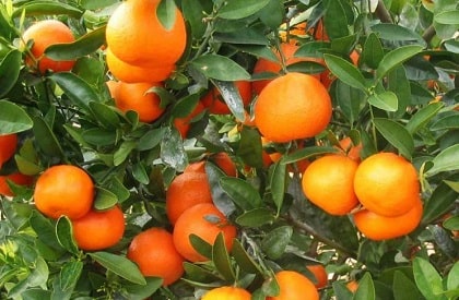 Nules Clementine Mandarin