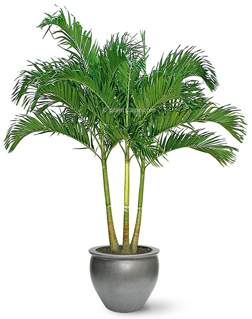 Bahamas Palm Tree