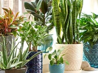 Bahamas Indoor Plants