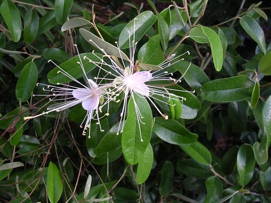 Jamaican caper flower
