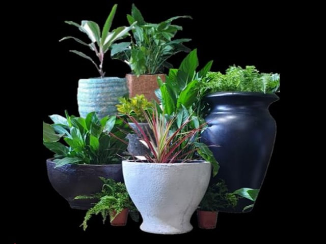 Bahamas Plant Pots